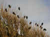 The starlings gathering