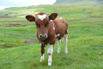 Tarvkálvur í Gásadali / Tyrekalv i Gásadalur / Bull calf in Gásadalur.