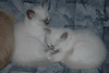 Hellig birma kettlingar / Hellig birma killinger / Sacred birman kittens.