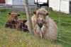 Vi Strond, Trshavn, 10.05.2009.