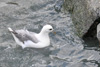 Nátar / Mallemukker / Fulmars / Fulmarus glacialis, Leirvík.