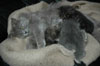 Ketta við kettlingum / Kat med killinger / Cat with kittens.
