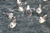 Nátar / Mallemukker / Fulmars / Fulmarus glacialis, Leirvík.