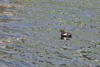 Teisti / Tejst / Black Guillemot / Cepphus grylle faeroeensis.