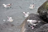 Nátar / Mallemukker / Fulmars / Fulmarus glacialis, Leirvík.