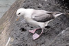 Nátar / Mallemukker / Fulmars / Fulmarus glacialis, Leirvík.