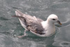 Nátar / Mallemukker / Fulmars / Fulmarus glacialis, Leirvík.