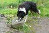 Gásadalshundur / Hund i Gásadalur / Dog in Gásadalur.