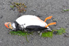 Lundi / Puffin / Fratercula arctica grabae.