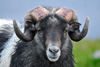Nólsoyarveðrur / Ram