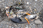 Puffin / Fratercula arctica, Skálabotnur 23.05.2011