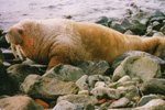 Odobenus rosmarus