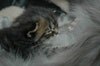 Kettlingur / Killing / Kitten.