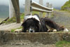 Gsadalshundur / Hund i Gsadalur / Dog in Gsadalur.