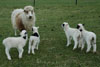 Ær við lombum / Får med lam / Sheep with lambs.