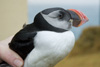 Lundi  vetrarbna / Lunde i vinterdragt / Puffin in winter plummage.