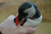 Lundi í vetrarbúna / Lunde i vinterdragt / Puffin in winter plummage.