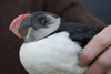 Lundi í vetrarbúna / Lunde i vinterdragt / Puffin in winter plummage.