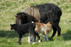 r vi lombum / Fr med lam / Sheep with lambs.