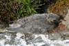 Ternupisa / Havterneunge / Arctic tern pullus.