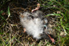 Deyð ternupisa / Død havterneunge / Dead Arctic tern pullus. 