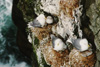 Ein farin tíð - ritur við fleiri pisum í Mykinesi í 1994 / Historie - rider med flere unger på Mykines i 1994 / History - kittiwakes with many pullus in Mykines in 1994.