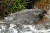 Ternupisa / Havterneunge / Arctic tern pullus.