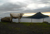 Kgv vi Koltri  baksnuni / Ko med Koltur i baggrunden / Cow with Koltur in the hindmost.