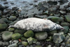 Halichoerus grypus.