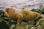 Odobenus rosmarus