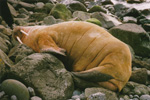 Odobenus rosmarus