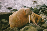 Odobenus rosmarus
