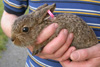 Lepus timidus.