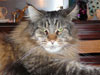 Eddie - Maine Coon.