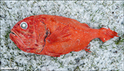 Búrfiskur (Hoplostethus atlanticus)