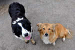 Ronja & Prinsessan, Leirvík 15.08.2010