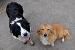 Ronja & Prinsessan, Leirvík 15.08.2010
