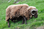 Kirkjubur 26.06.2010