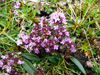 Skaldabrobber / Thymus praecox.