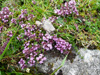 Skaldabrobber / Thymus praecox.