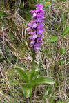 Kalmansbørkubóndi / Orchis mascula (L.) 