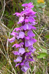 Kalmansbørkubóndi / Orchis mascula (L.) 