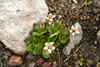 Stjørnusteinbrot / Saxifraga stellaris.