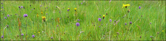 Summarblómur / Sommerblomster / Summer flowers.