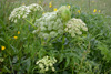 Bakkasløkja / Angelica sylvestris L.