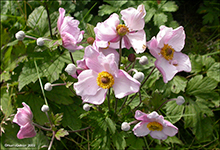 Anemone hupehensis