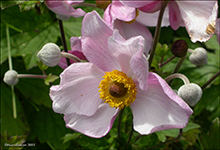 Anemone hupehensis