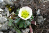 Snjósólja / Ranunculus glacialis.