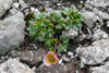 Snjósólja / Ranunculus glacialis.