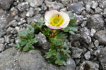 Snjósólja / Ranunculus glacialis